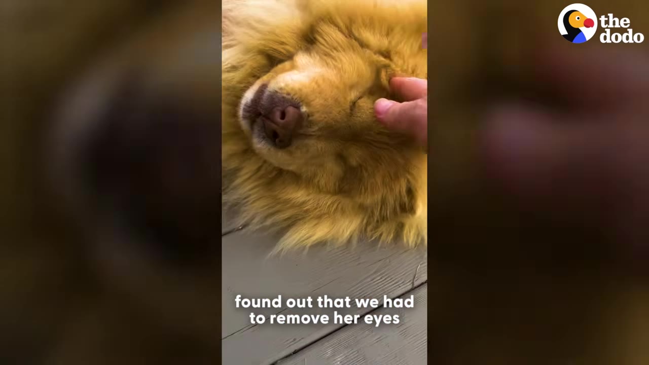 A close-up of a fluffy golden dog being gently petted on the head, with text overlay reading 'found out that we had to remove her eyes'.