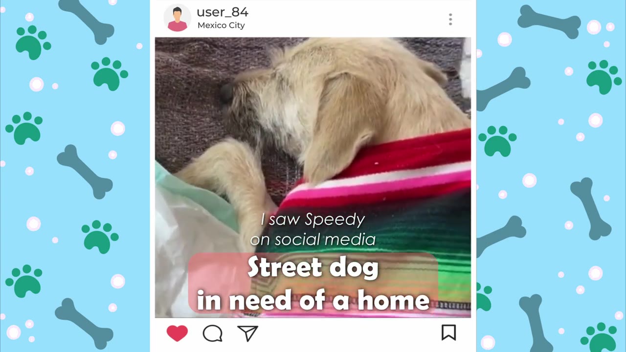 A social media post mockup showing a tan dog wearing a colorful striped poncho, with text overlay reading 'I saw Speedy on social media' and 'Street dog in need of a home'.