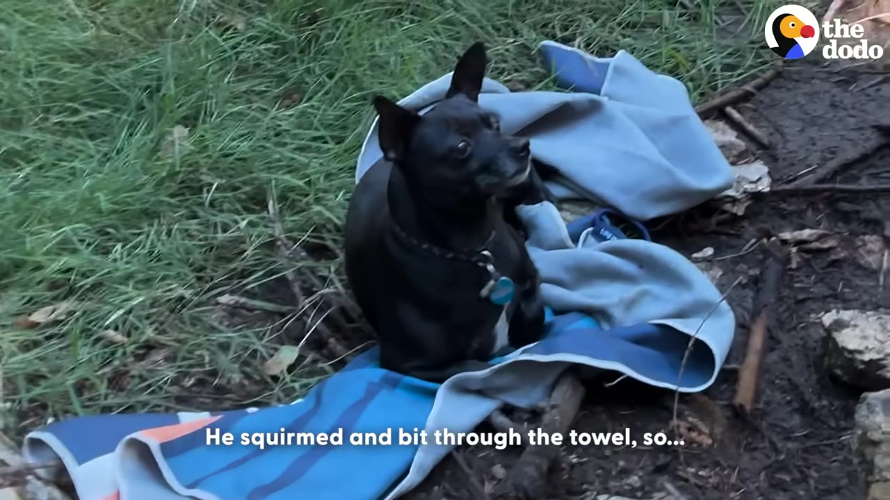 A small black dog sits on a blue towel on the ground outdoors, looking alert.
