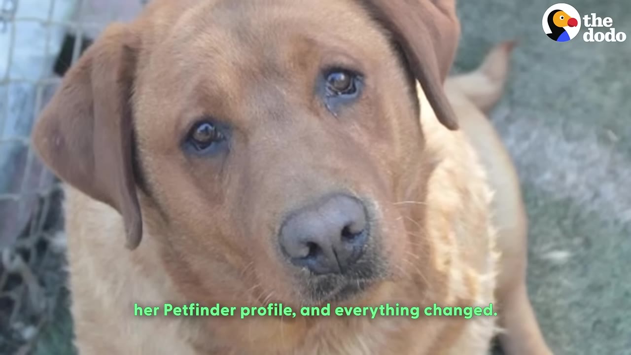 A close-up shot of a brown dog looking up with wide, soulful eyes.