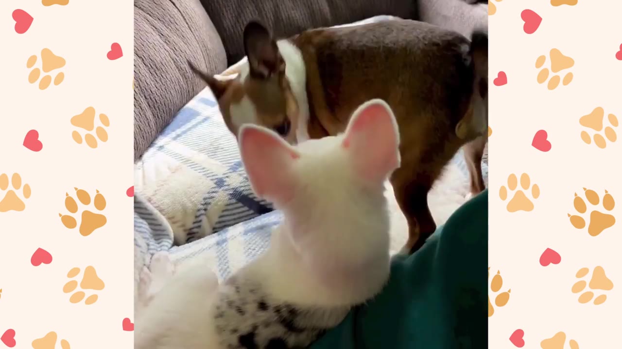 A small white puppy with black spots and large pink ears sits on a couch, looking towards a brown and white dog.
