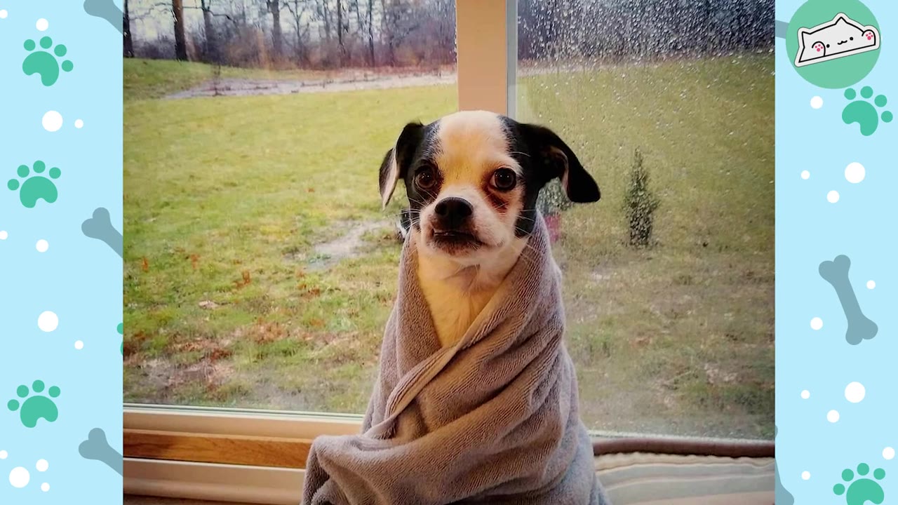 A small black and white dog wrapped snugly in a grey towel, sitting in front of a window looking out at a grassy yard.