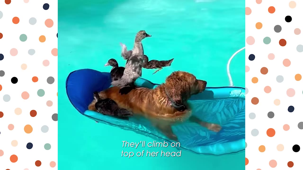 A golden retriever rests on a blue pool float in a swimming pool while several ducklings climb on her back.