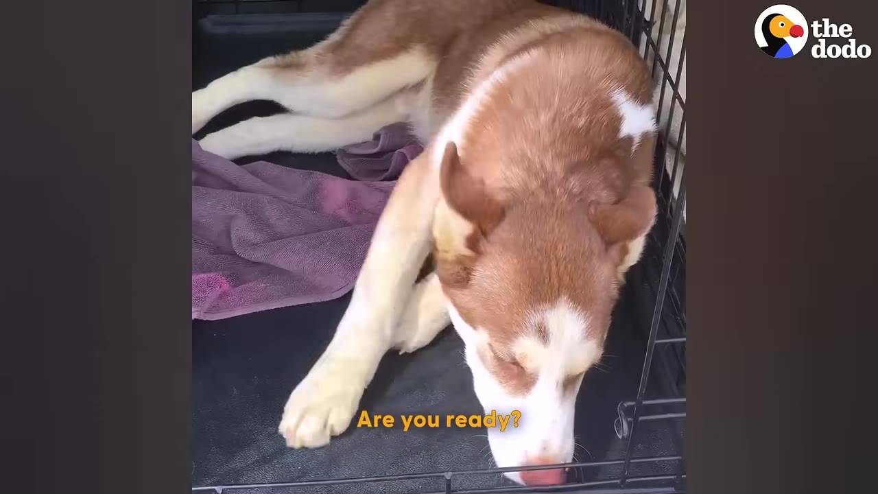A brown and white husky dog lies inside a wire crate with a purple towel.