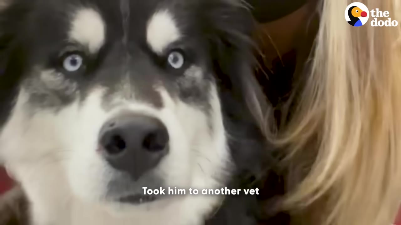 A close-up of a black and white husky-like dog with striking blue eyes looking directly at the camera next to a person with blonde hair.