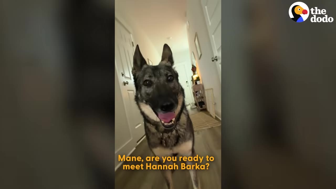 A large German Shepherd mix dog stands in a hallway looking directly at the camera with an open mouth and happy expression.