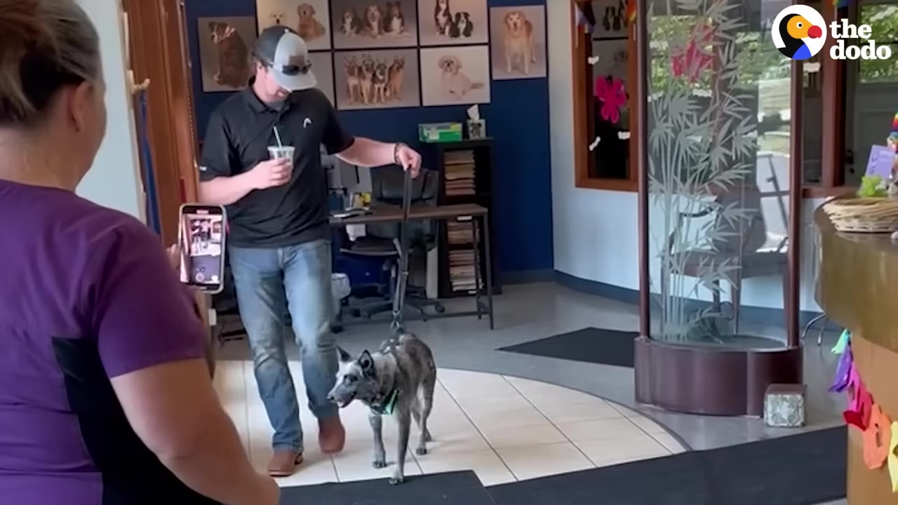 A man in a baseball cap walks a grey and black dog on a leash inside a veterinary clinic lobby, while a veterinary staff member in purple scrubs watches.