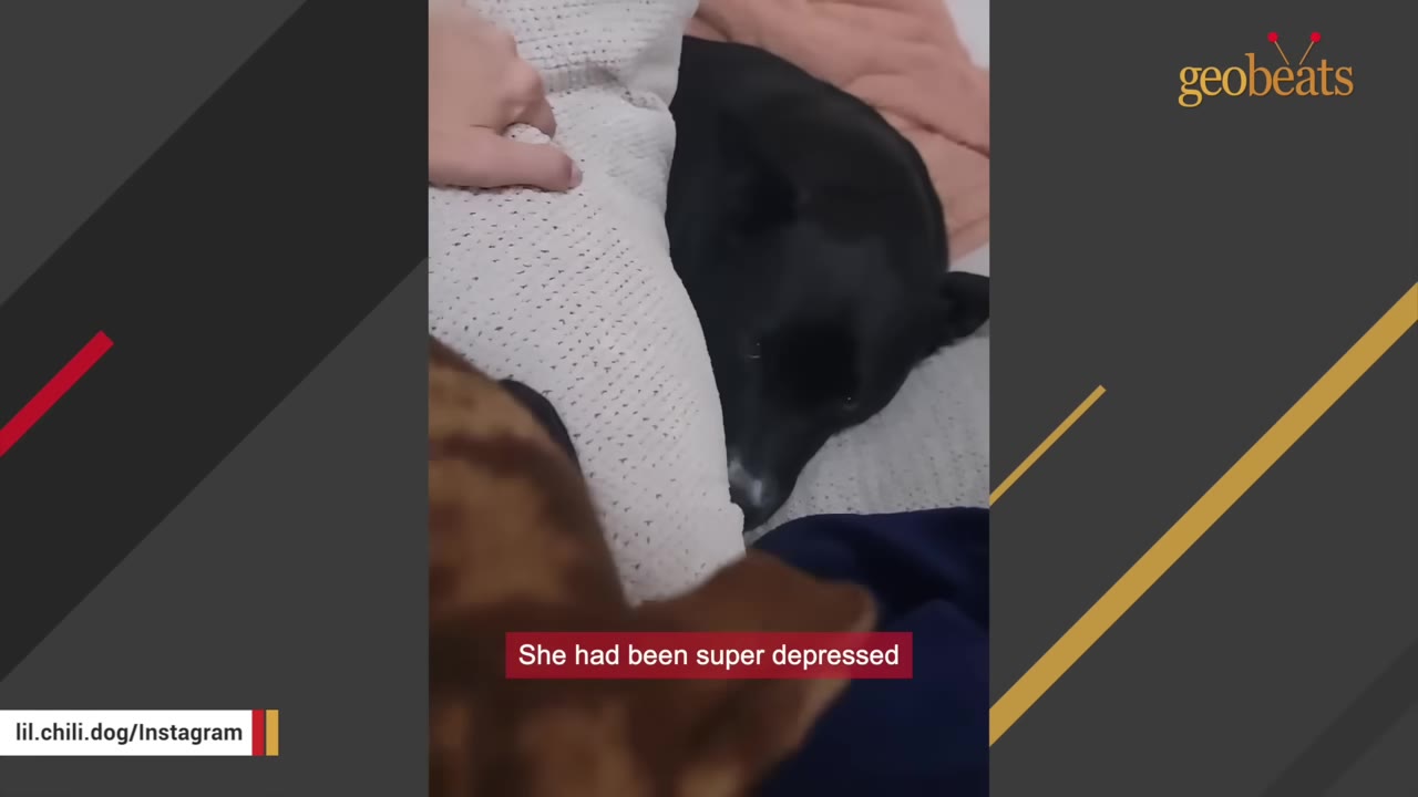 A black dog lies down with a sad expression, resting its head near a white pillow being touched by a hand.