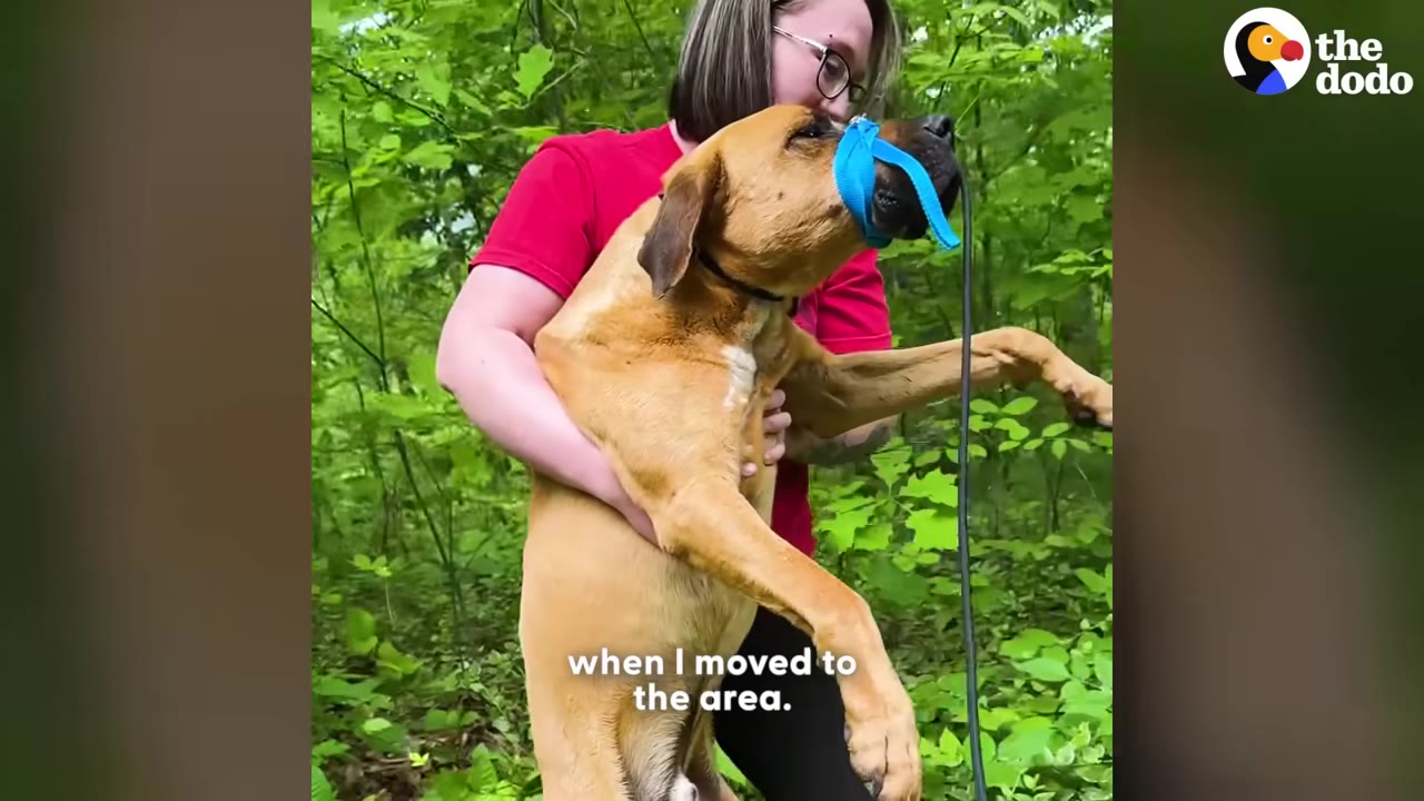 A woman wearing glasses and a red shirt carries a large brown dog with a blue muzzle strap in a wooded area.