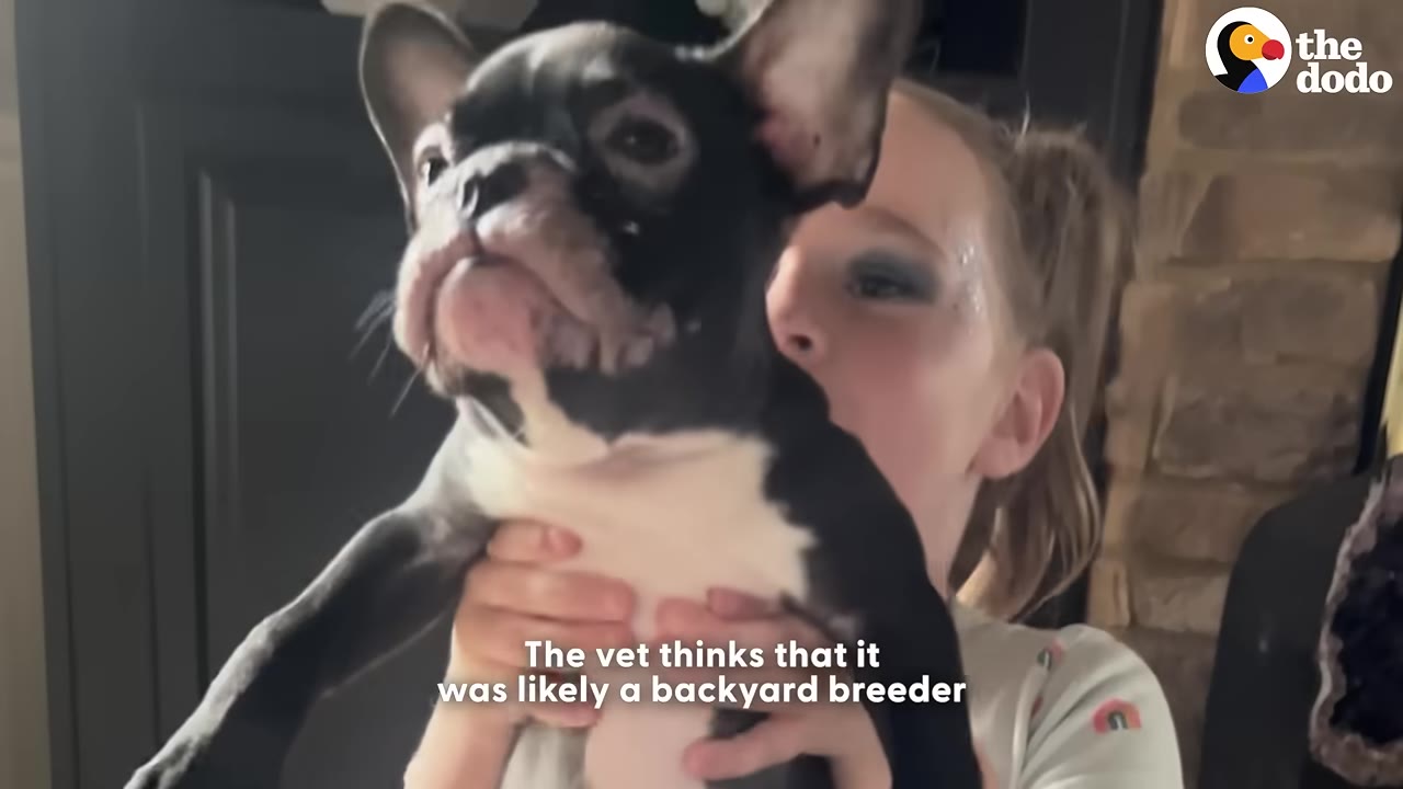 A young girl holding up a black and white French bulldog puppy with hair loss and skin irritation around its eyes.