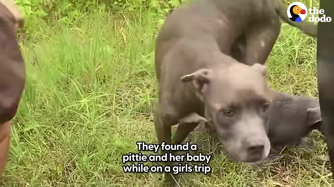 A gray pit bull mother and her small puppy stand in the green grass on the side of a road.