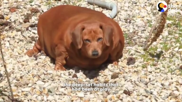 Ohio Caretaker Meets A Dog Who Could Barely Walk And Gives Her The Chance Her Heart Was Waiting For