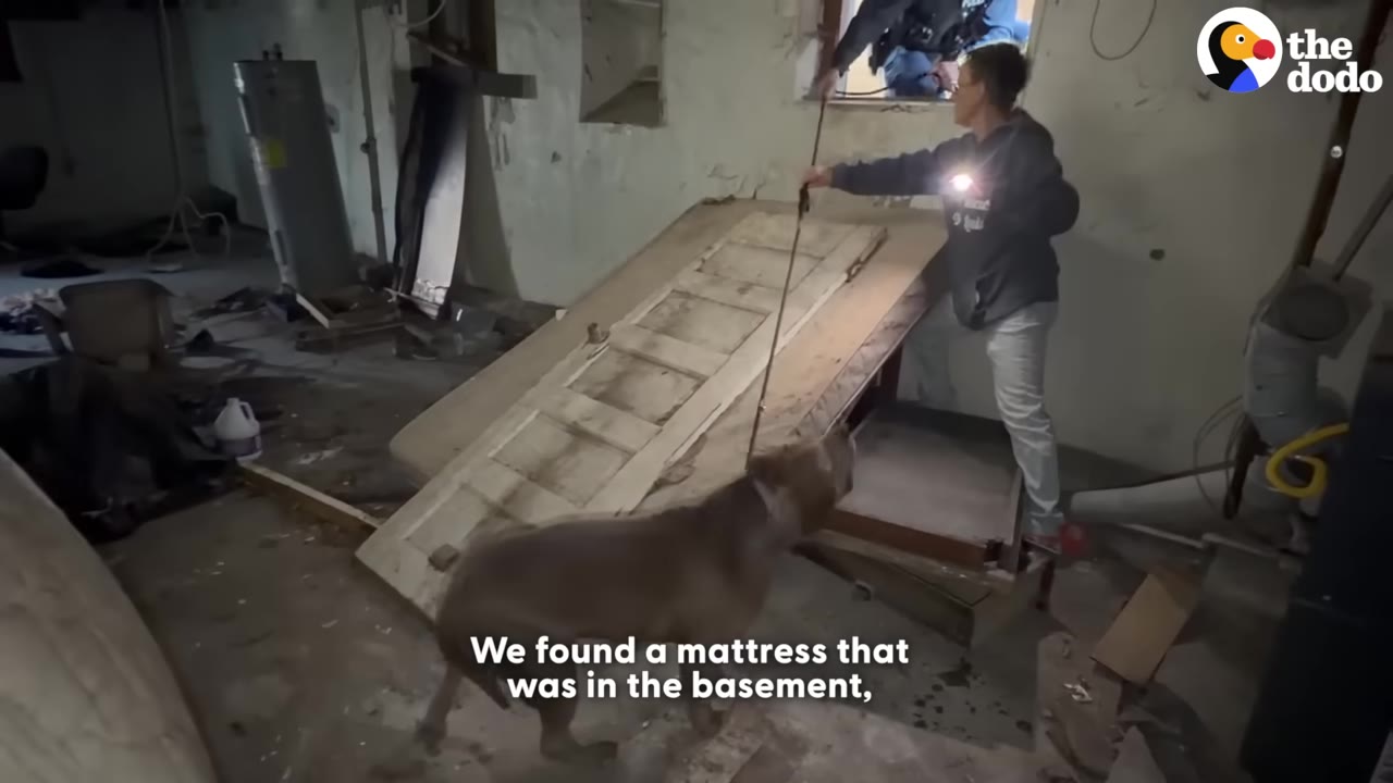 A large pit bull stands in a cluttered basement next to a makeshift ramp made of a wooden door, while a person holds a leash and shines a flashlight.