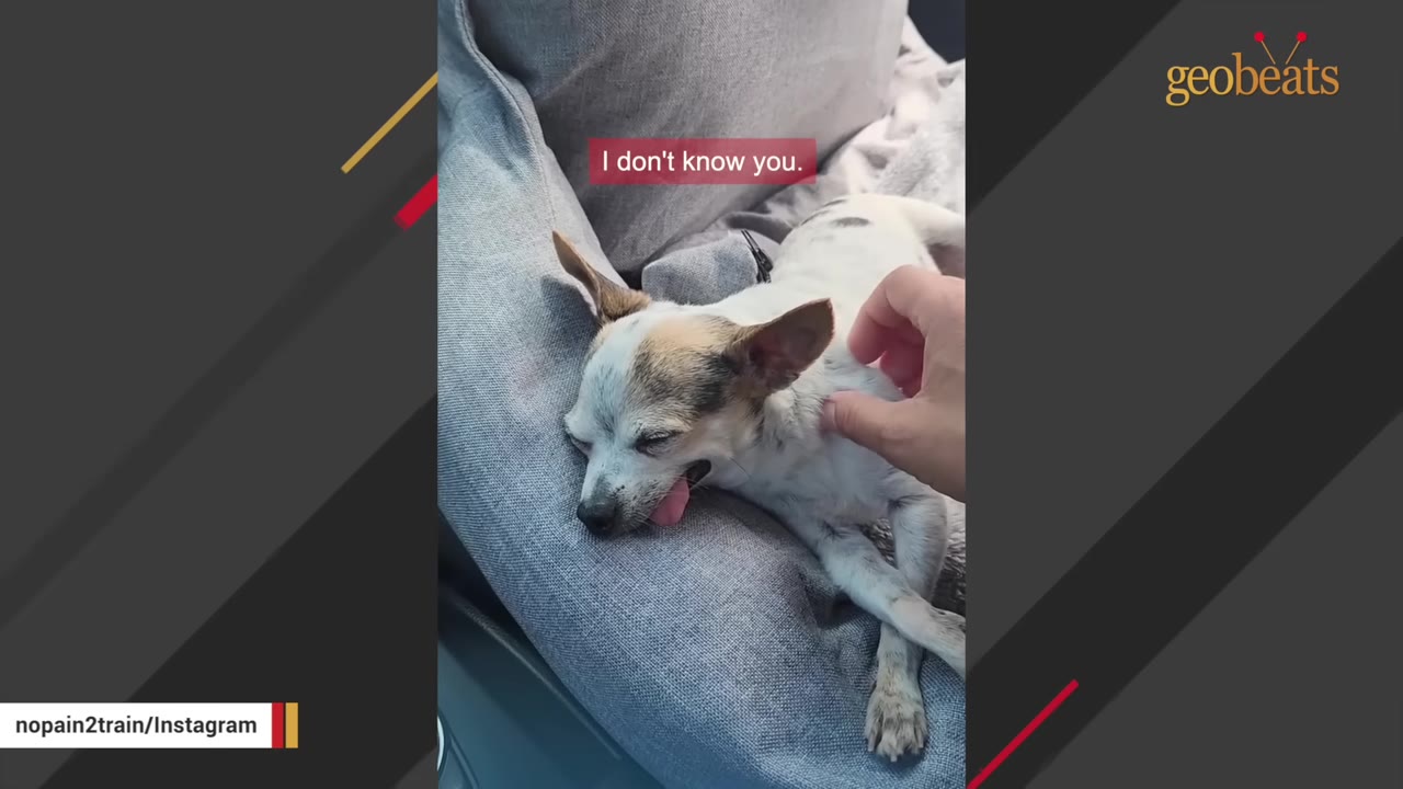 A small, tired chihuahua-mix dog lies on a grey cushion with his tongue slightly out while a hand gently pets his neck under the text overlay 'I don't know you.'