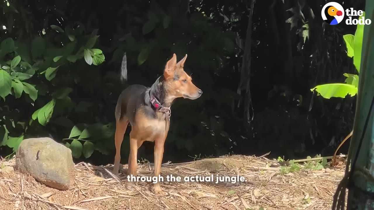 A medium-sized brown and black dog with pointed ears stands alert on dry leaves and twigs in front of lush green jungle foliage.