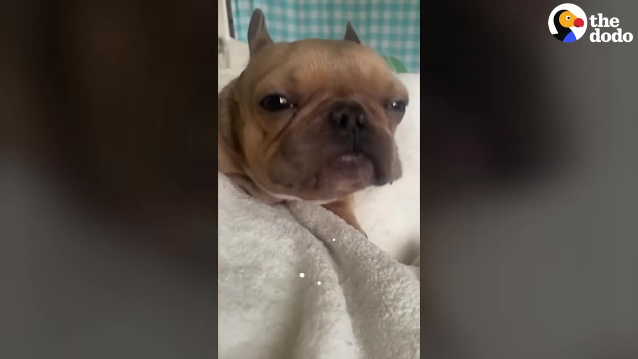 A close-up of a light brown French bulldog wrapped in a white blanket, looking directly at the camera.