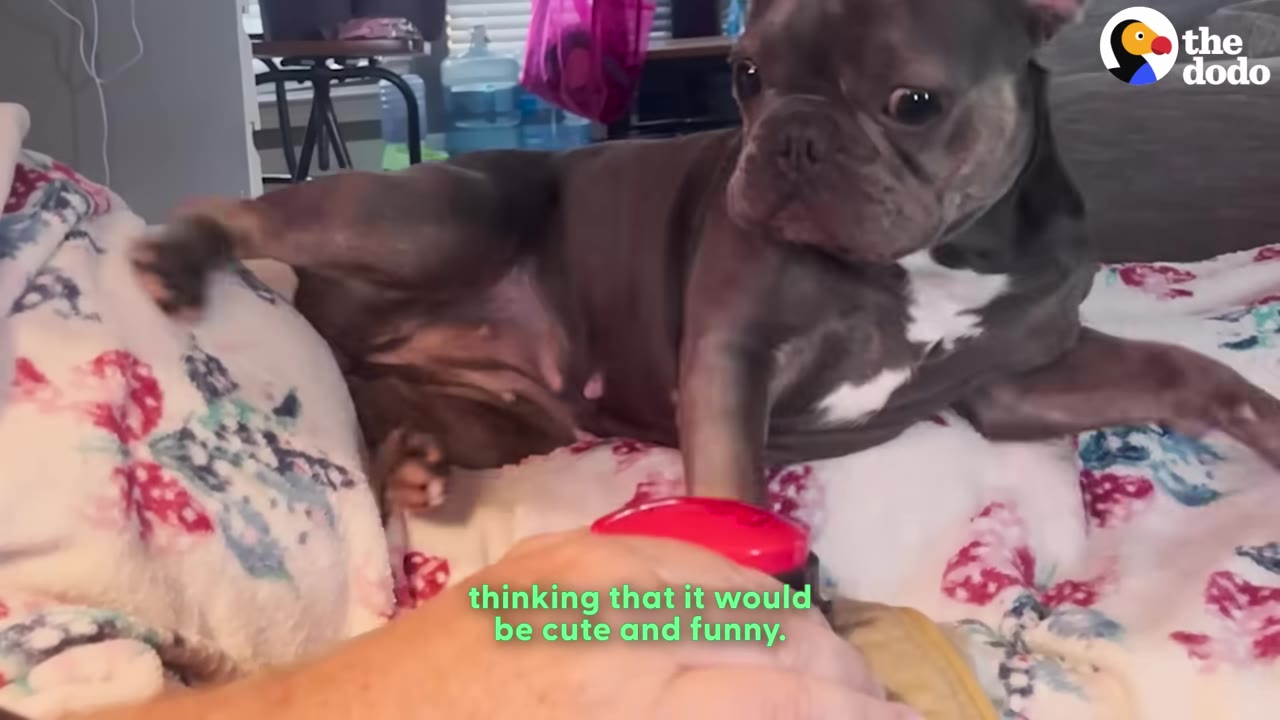 A grey French bulldog sits on a floral blanket, looking intently at a red button being held by a person.