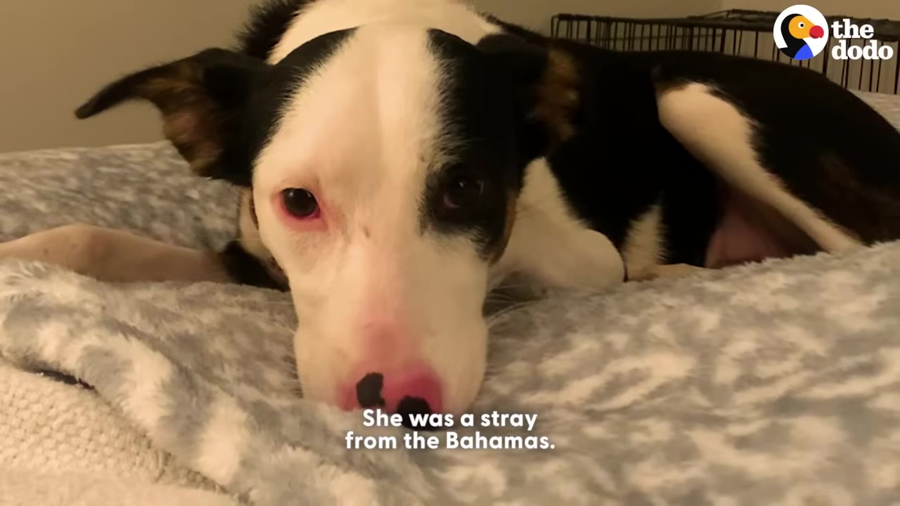 A black and white dog with floppy ears lies on a grey and white patterned blanket, looking directly at the camera with text overlay reading 'She was a stray from the Bahamas.'