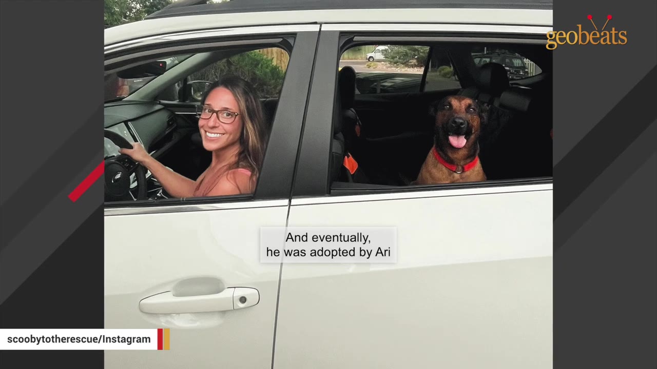 A smiling woman with glasses drives a white car while a brown dog with a red collar looks out the back window with its tongue out.
