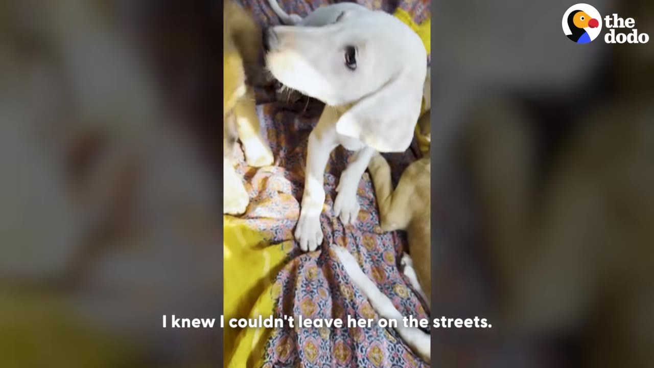 A small white puppy with floppy ears looks up while standing on a patterned blanket.
