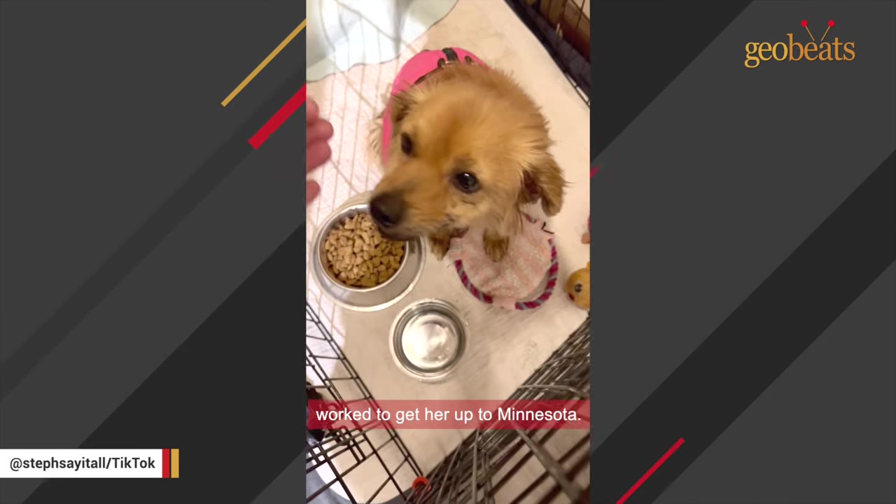 A small brown dog wearing a pink harness looks up from inside a wire crate next to food and water bowls.