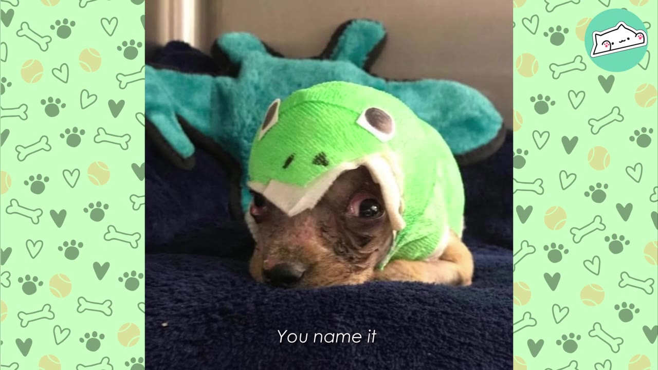 A small puppy with a green bandage wrapped around its head, designed to look like a frog, rests on a blue blanket.