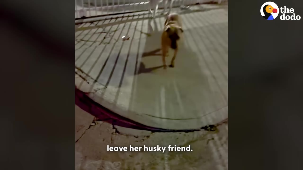 A tan dog walks along a paved sidewalk at night, with shadows cast by a nearby fence.
