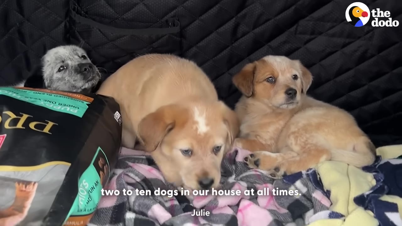 Three puppies sitting on blankets in the back of a car next to a bag of dog food, with subtitles reading 'two to ten dogs in our house at all times.'