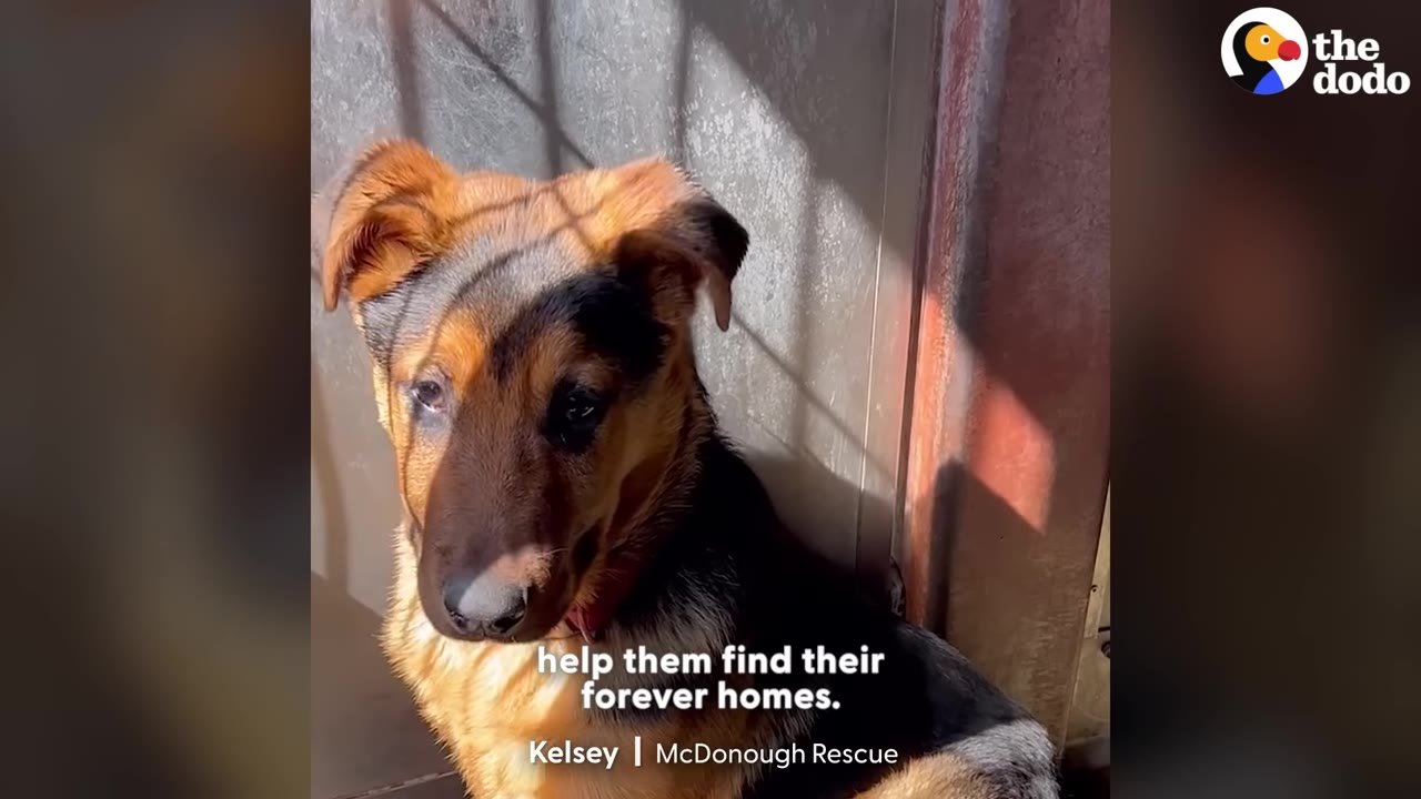 A German Shepherd mix puppy sits inside a shelter kennel, with the shadow of a chain-link fence cast across its face.