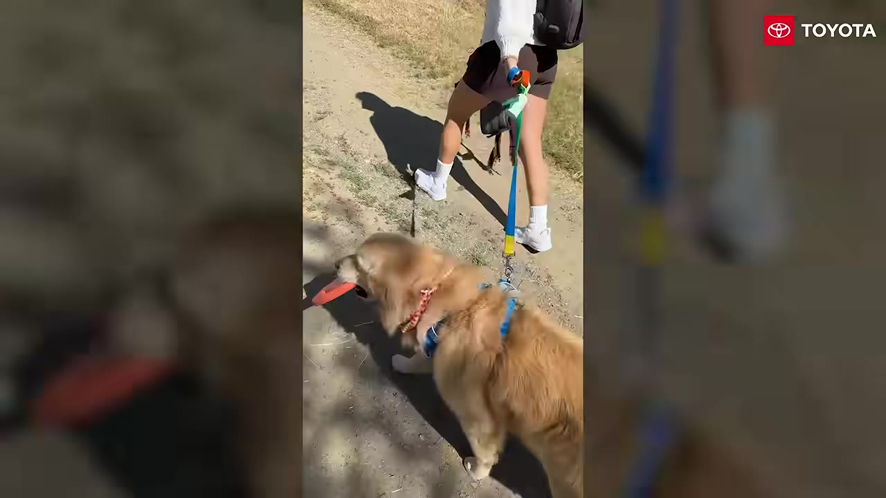 A golden retriever wearing a blue harness walks on a dirt path on a leash held by a person walking ahead.