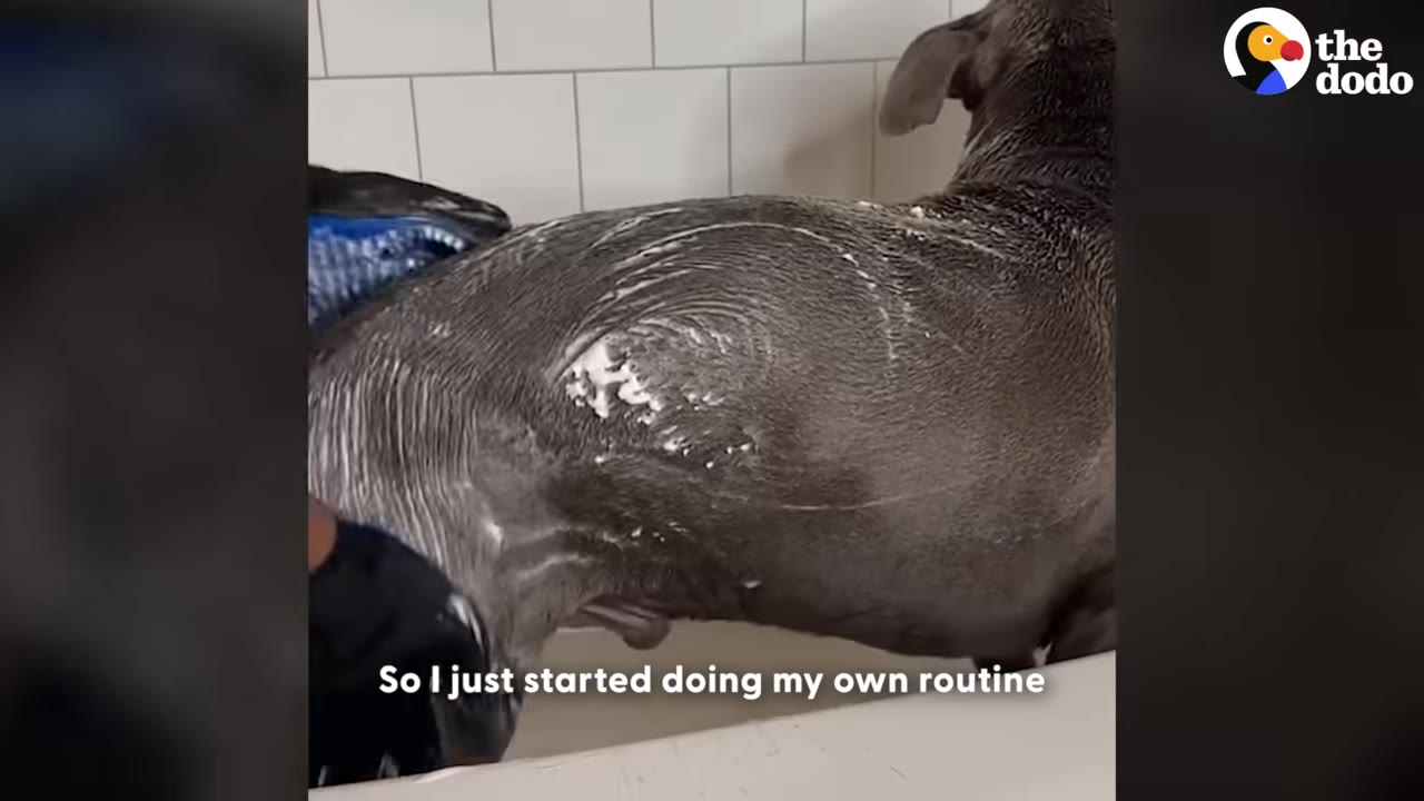 A person's hand wearing a black glove scrubs a soapy grey dog in a white tiled bathtub.