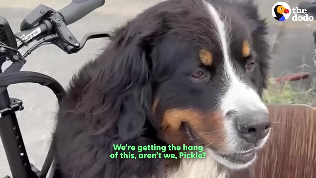 A close-up of a Bernese Mountain Dog named Pickle sitting calmly in the front bucket of a cargo bicycle.