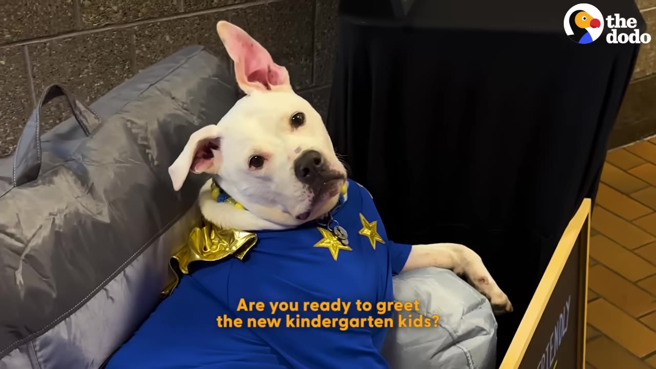 A white dog wearing a blue shirt with gold stars and a gold cape sits on a grey cushion, looking directly at the camera.