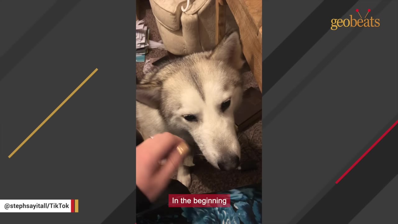A close-up of a grey and white husky looking down as a hand reaches out to pet its chin.