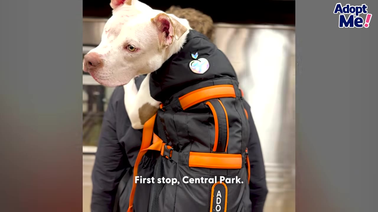 A white dog with brown patches wearing a black jacket is carried in a black and orange backpack carrier on a person's back.