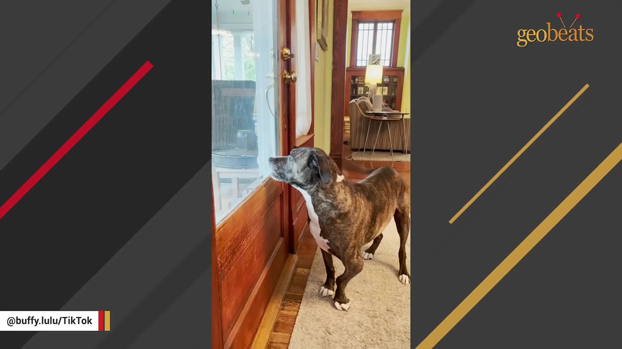 A brindle and white dog stands indoors near a glass door, holding its front right leg slightly bent and lifted off the ground.
