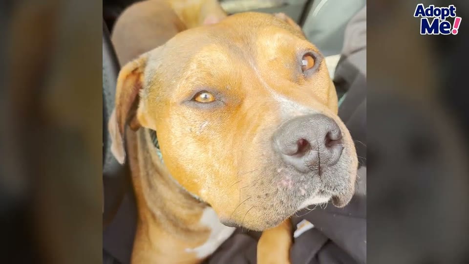 Video frame for A Plea for Rescue