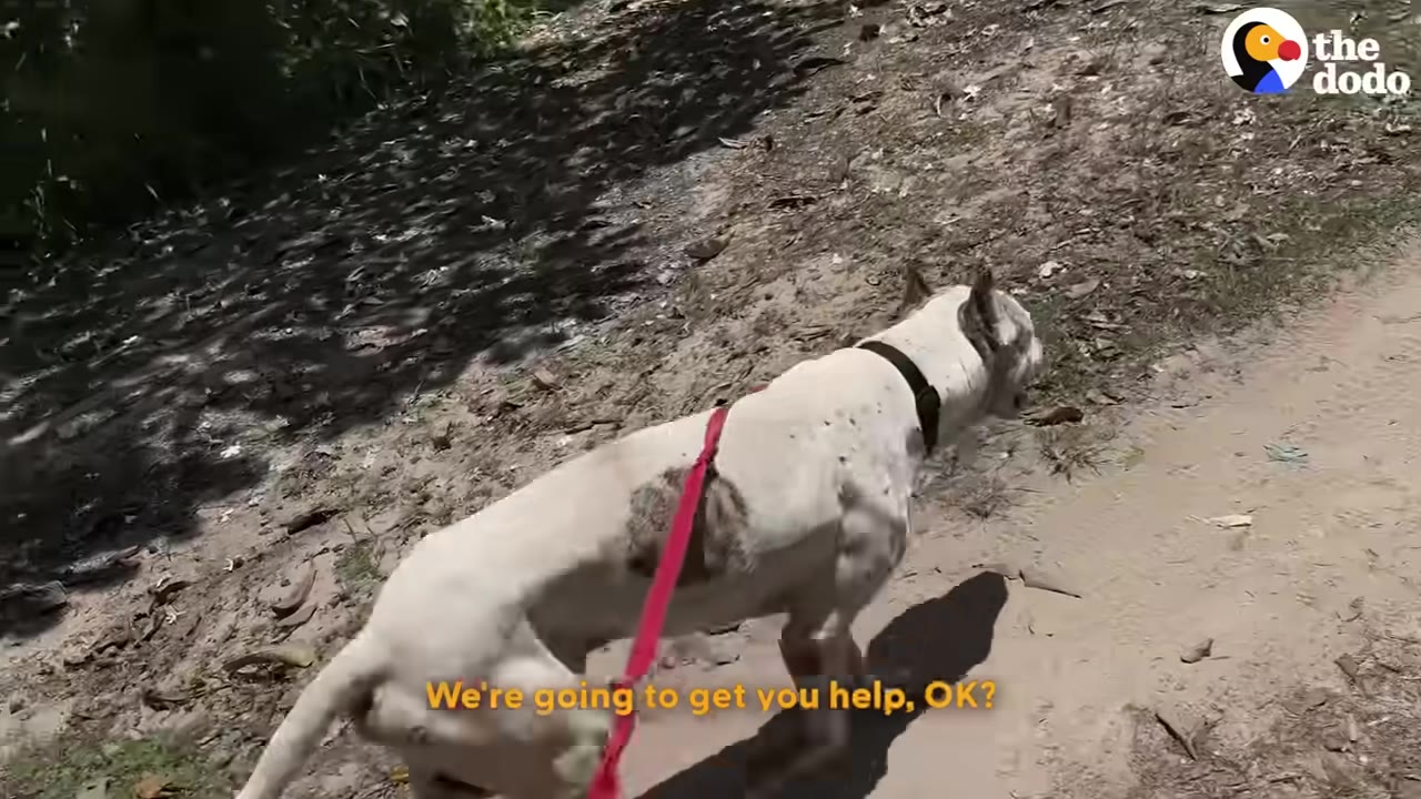 A white dog with dark patches is being walked on a pink leash along a dirt path, with subtitles reading 'We're going to get you help, OK?'.