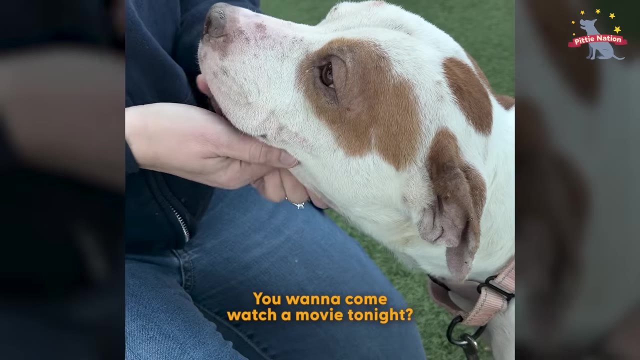 A close-up of a white and brown dog looking up as a person gently cradles its chin in their hand.