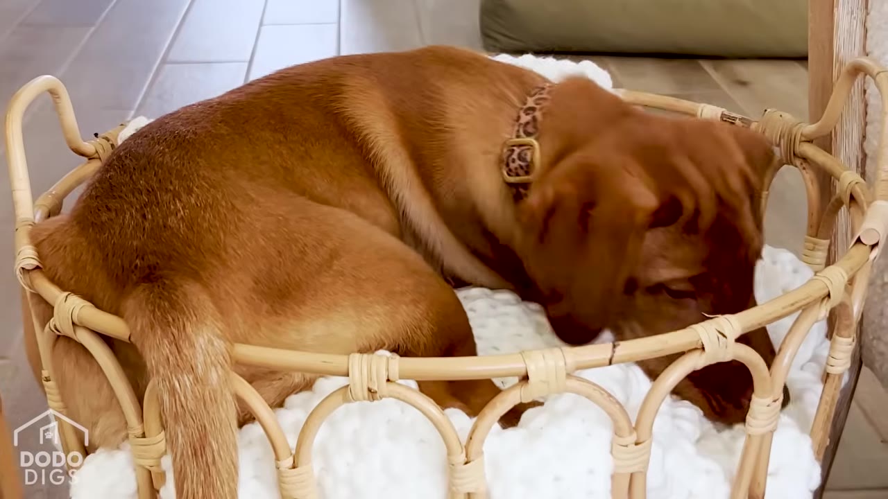 A golden-brown dog curled up inside a small, round woven wicker basket lined with a white knit blanket.