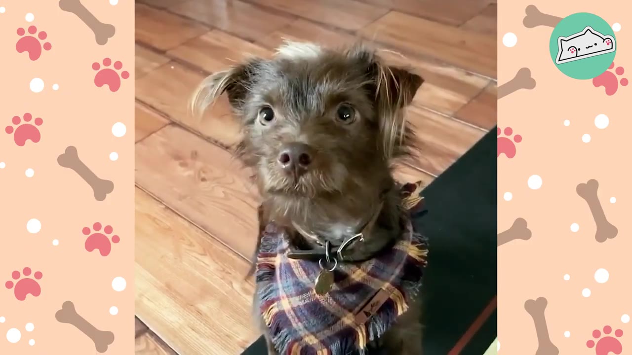 A close-up of a small, scruffy brown dog wearing a plaid bandana, looking up with wide, anxious eyes.