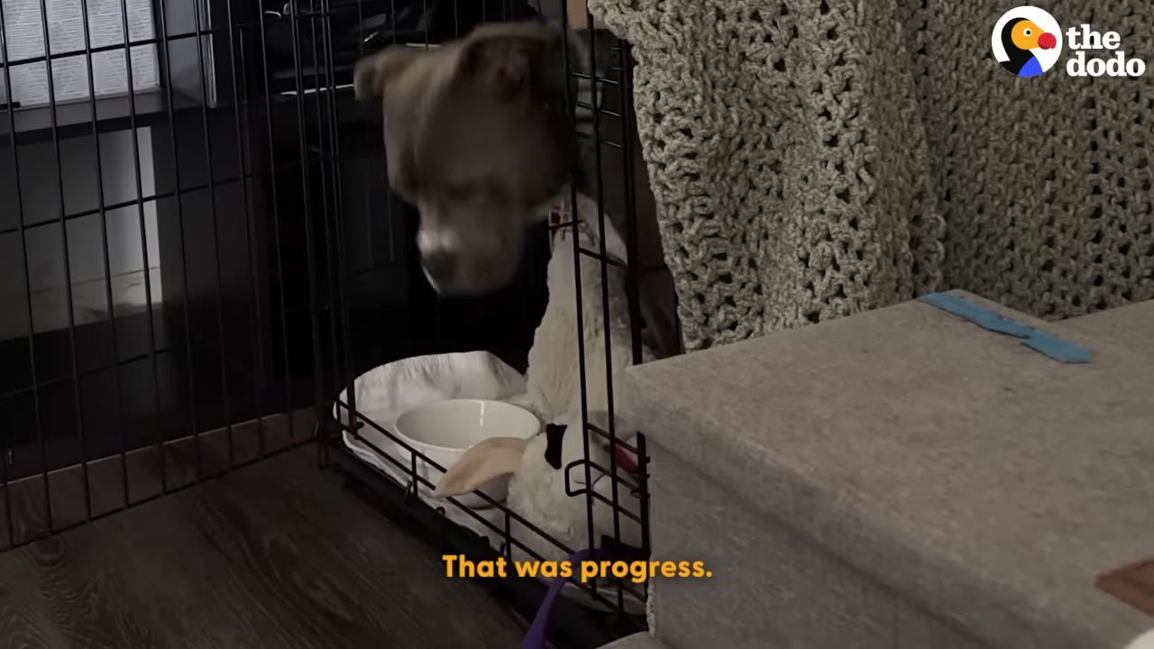 A grey and white dog poking its head out of a wire crate next to a plush toy and a white bowl.