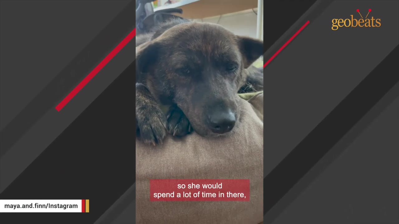 A brindle dog rests its head on a brown cushion, looking forward with a calm, quiet expression.