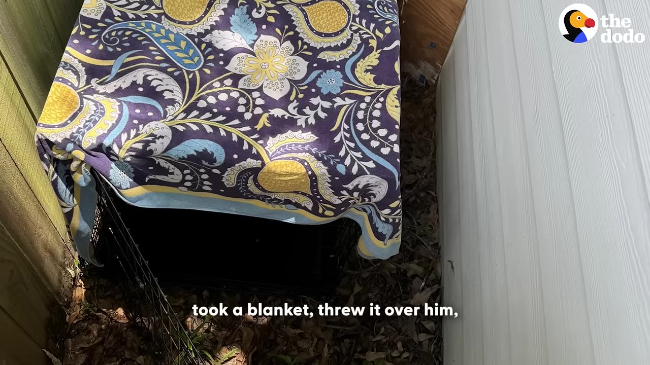 A wire animal crate placed outdoors on dry leaves between a wooden fence and a white wall, covered with a purple, yellow, and blue floral patterned blanket.