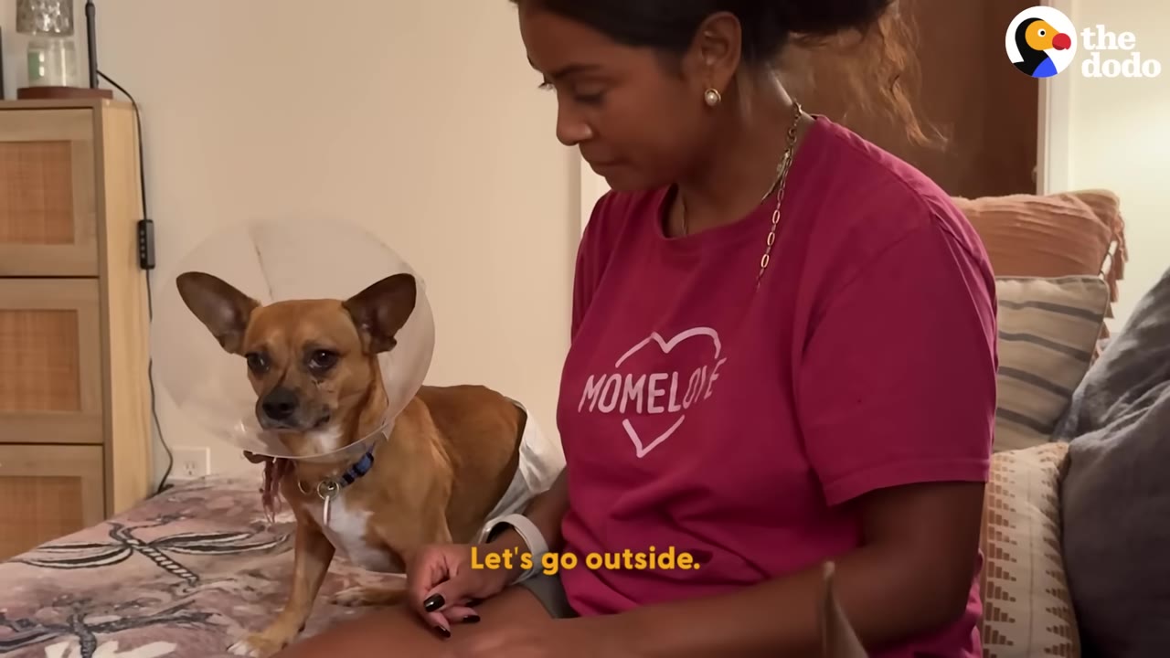 A woman in a pink shirt sits on a bed next to a small brown dog wearing a plastic cone collar.