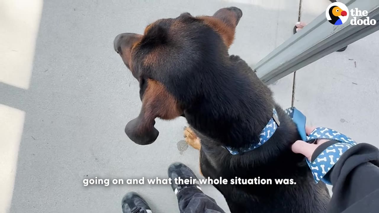 A high-angle, first-person view of a black and tan dog wearing a blue collar and leash, standing on a concrete path next to a person's legs.