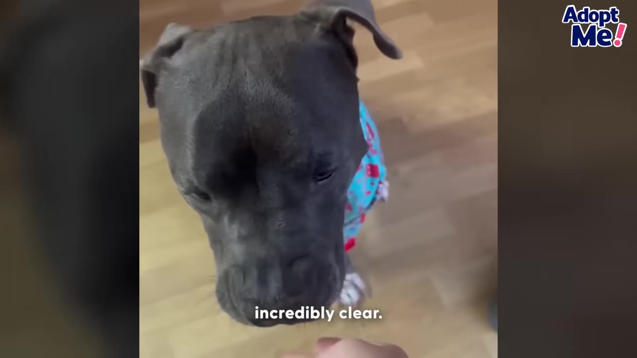 A close-up of a grey dog wearing a blue and red patterned shirt, sitting on a wooden floor inside a home.