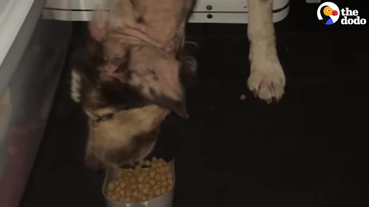 A close-up shot of a dog eating dry kibble from a small metal container on a dark floor.
