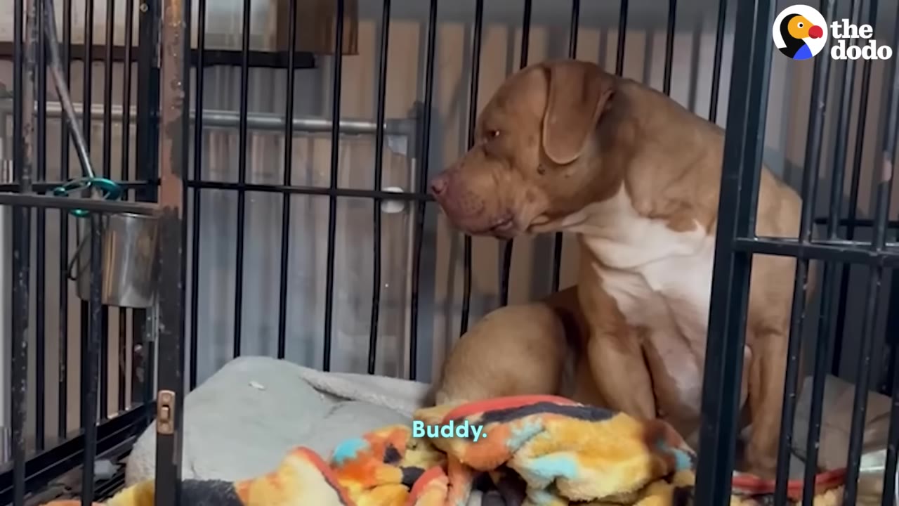 A brown and white dog sitting cautiously inside a metal crate on top of a colorful blanket.