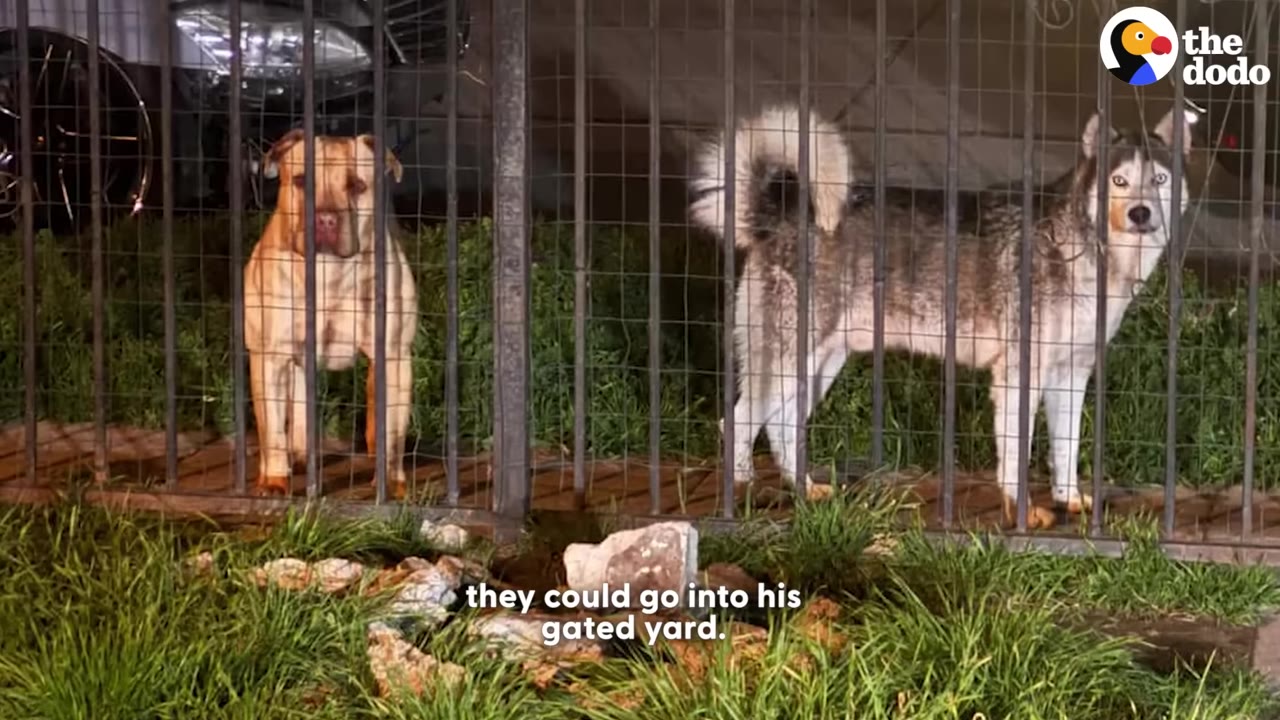 A brown pit bull-type dog and a gray and white husky-type dog stand behind a metal fence at night.